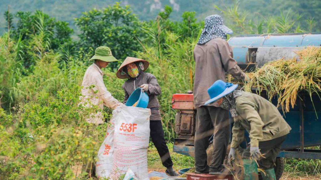 Thu hoạch lúa ở Việt Nam - rice harvest in Vietnam by Quyển Phạm Xuân from Pexels