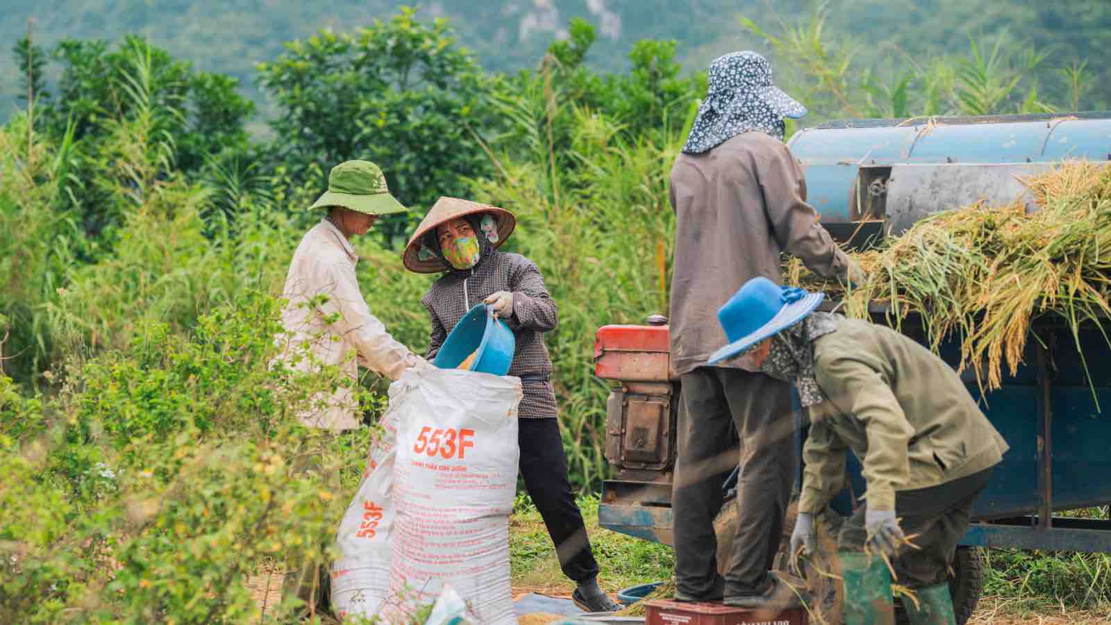 Thu hoạch lúa ở Việt Nam - rice harvest in Vietnam by Quyển Phạm Xuân from Pexels