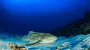 zebra sharks Raja Ampat