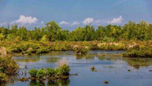 wetlands image by PharmShot from Getty Images