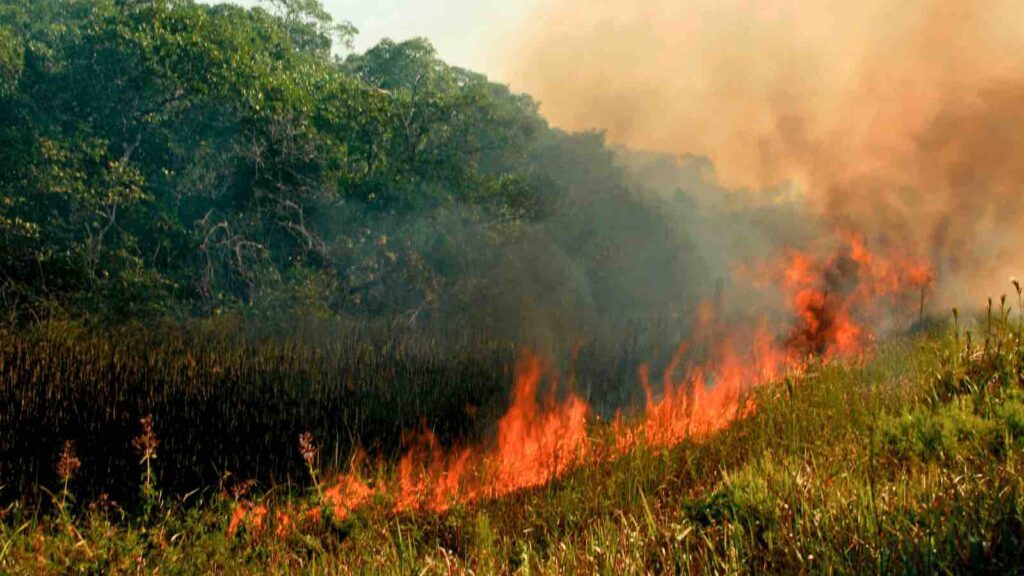 vegetation fire